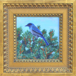 Western Scrub Jay